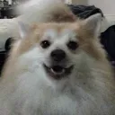 dutchferret
